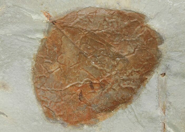Detailed Fossil Leaf (Zizyphoides) - Montana #68294